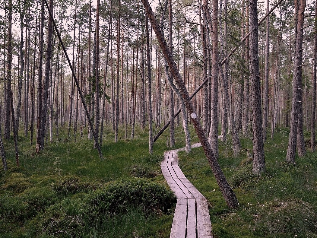 дубравная нижний новгород лес. великий лес уручье.