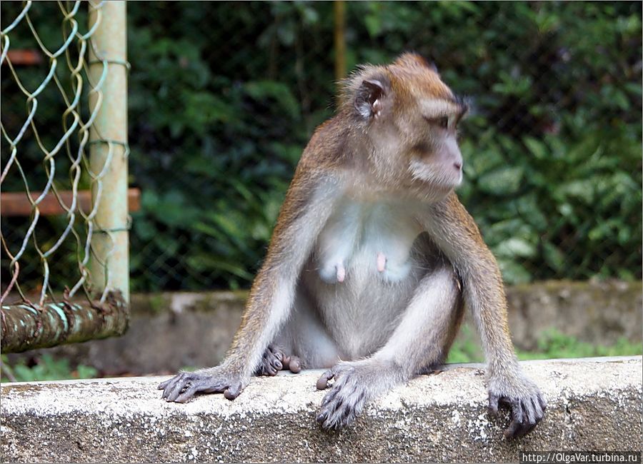 В заповеднике скучно не бывает. Постоянно к нам заглядывают шустрые обезьянки, чувствующие себя здесь как дома