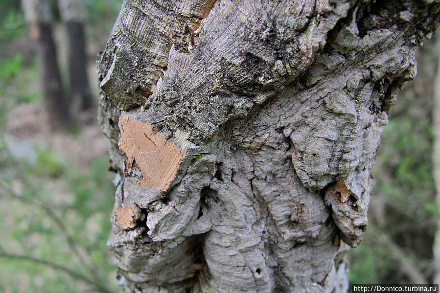 Пробковый дуб — к полету готов! Каталония, Испания