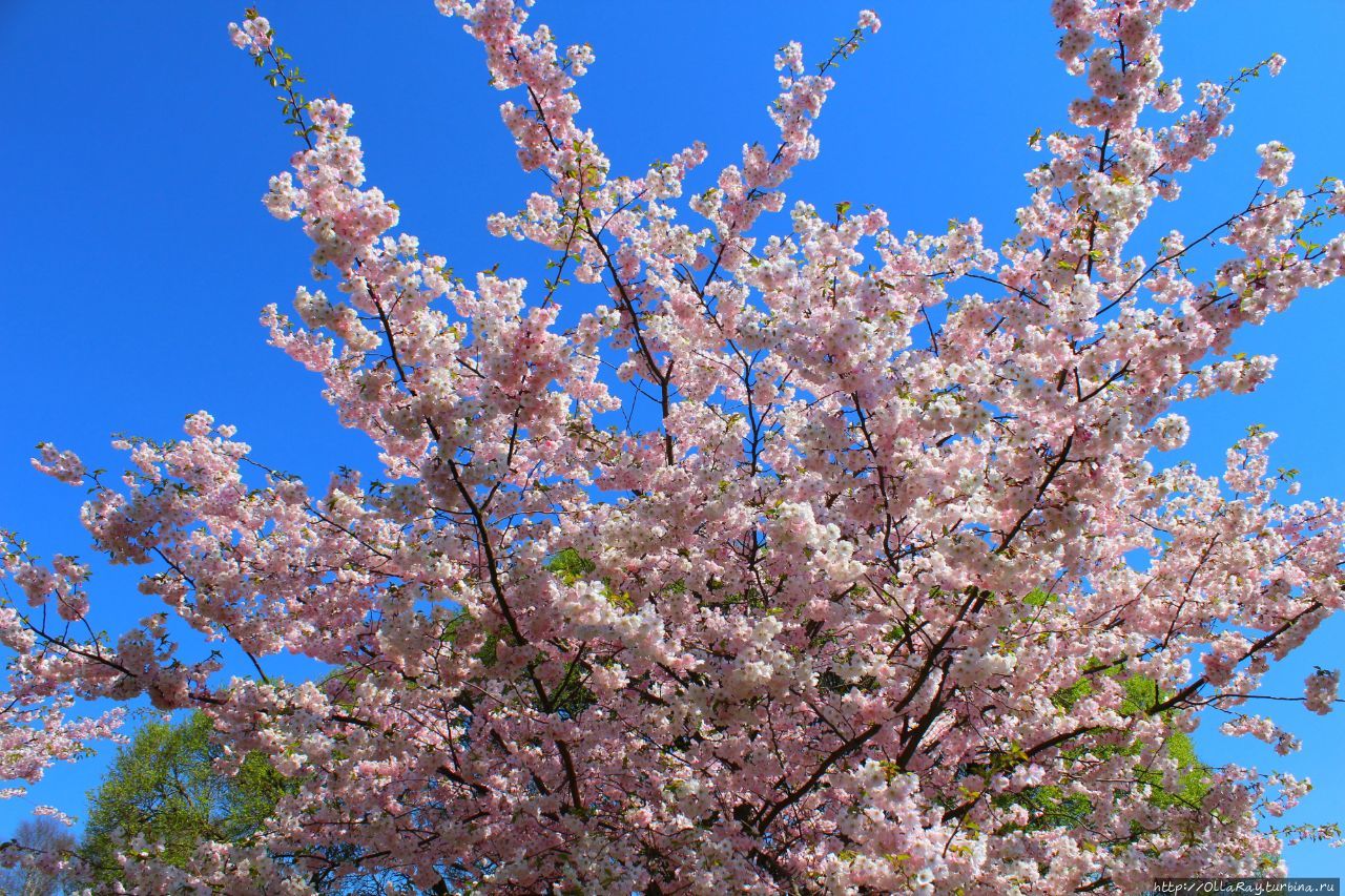 А в Риге в это время цветут сакуры. И это волшебное зрелище! А в Риге в это время цветут сакуры. И это волшебное зрелище!