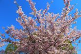 А в Риге в это время цветут сакуры. И это волшебное зрелище!