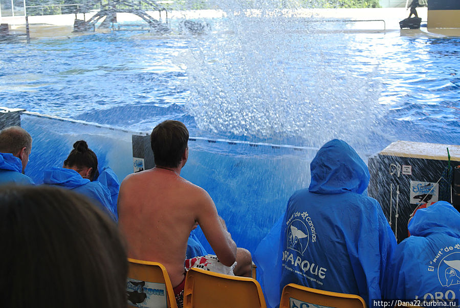 Часть 6. Лоро Парк как гормон счастья Остров Тенерифе, Испания