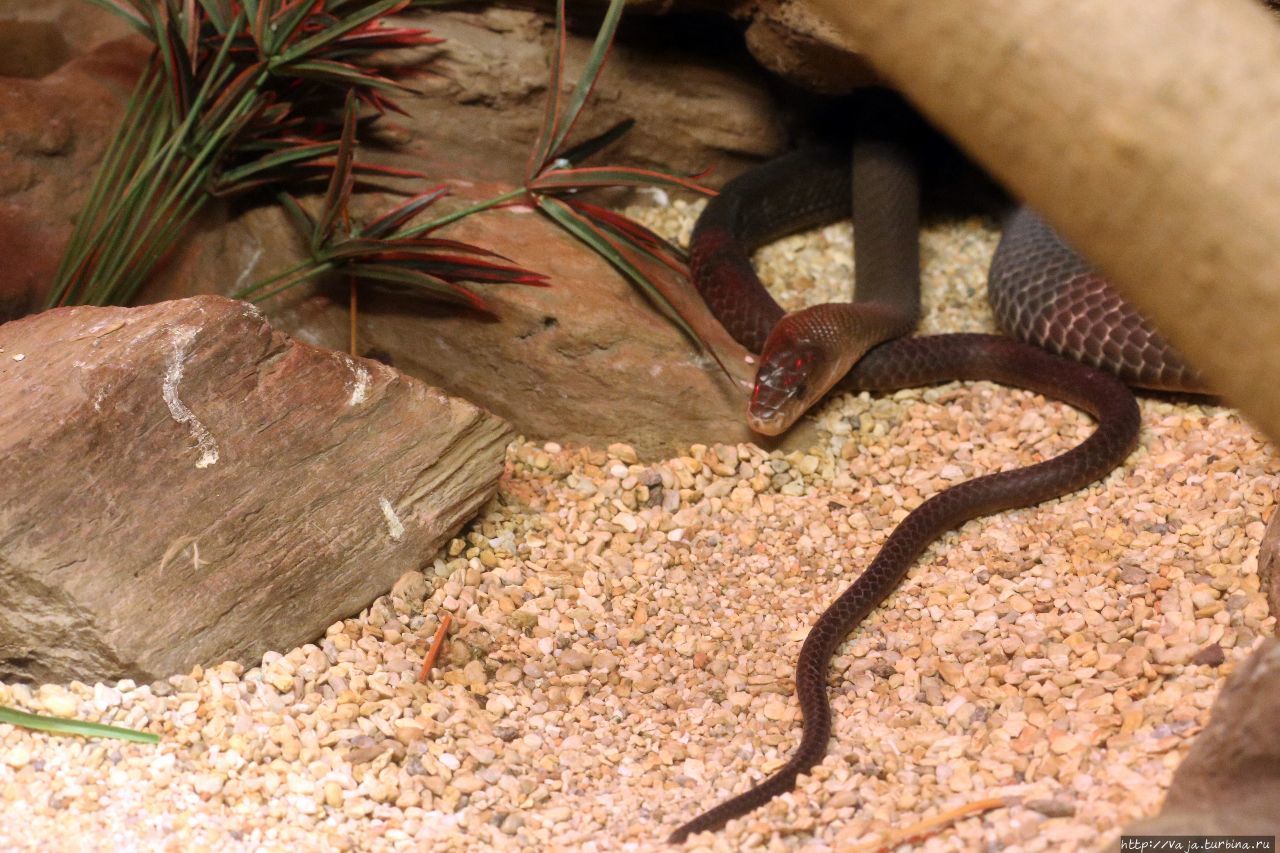 Змеи в зоопарке Мехико Мехико, Мексика