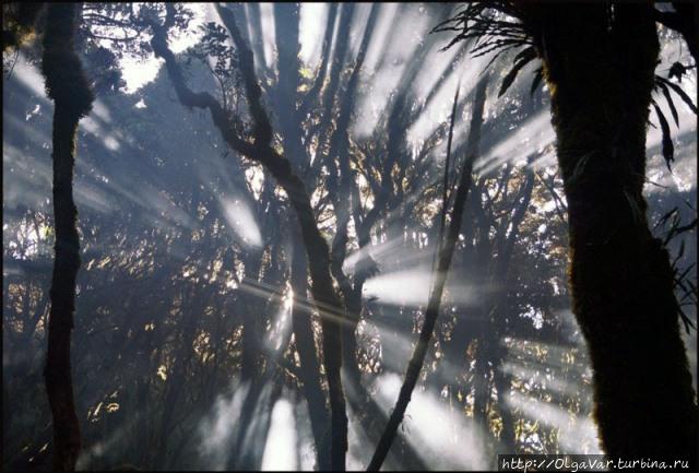 Лесные истории Филиппины