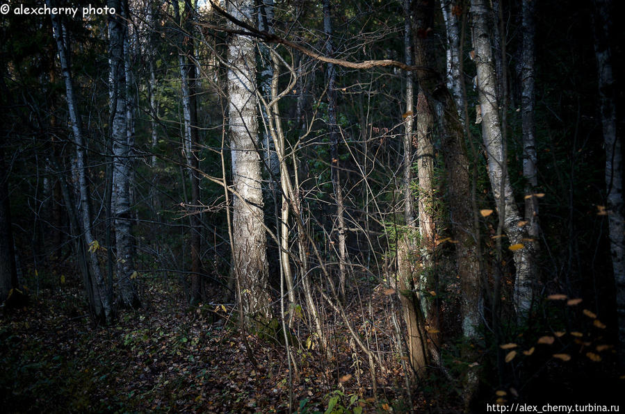 продолжение парка так называемый Зверинец нбольше похож на обычный лес, правда с дорожками. Гатчина, Россия