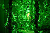 ... но на этом иллюзии в этой комнате не заканчиваются, за красной стеной на которой висят картины-глаза, находится скрытое помещение, в которое можно заглянуть в несколько просверленных дыр по бокам, и увидеть зеленые джунгли.