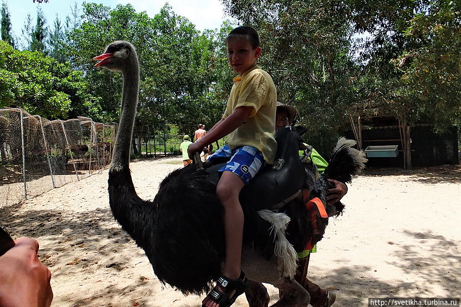 Остров страусов Вьетнам