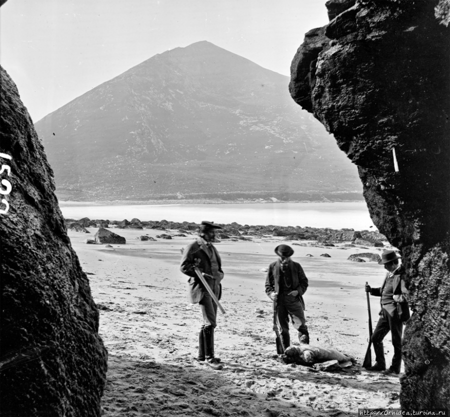 Охота на острове Ахилла в графстве Майо. 1870-е. Ирландия