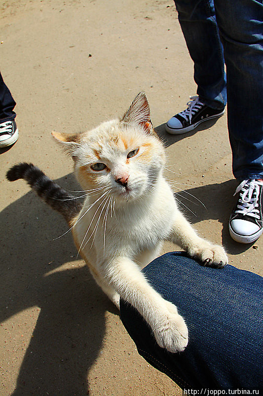 Кошки в Боровске настолько суровые, что не отпускают пока не купишь им сосиску. Боровск, Россия