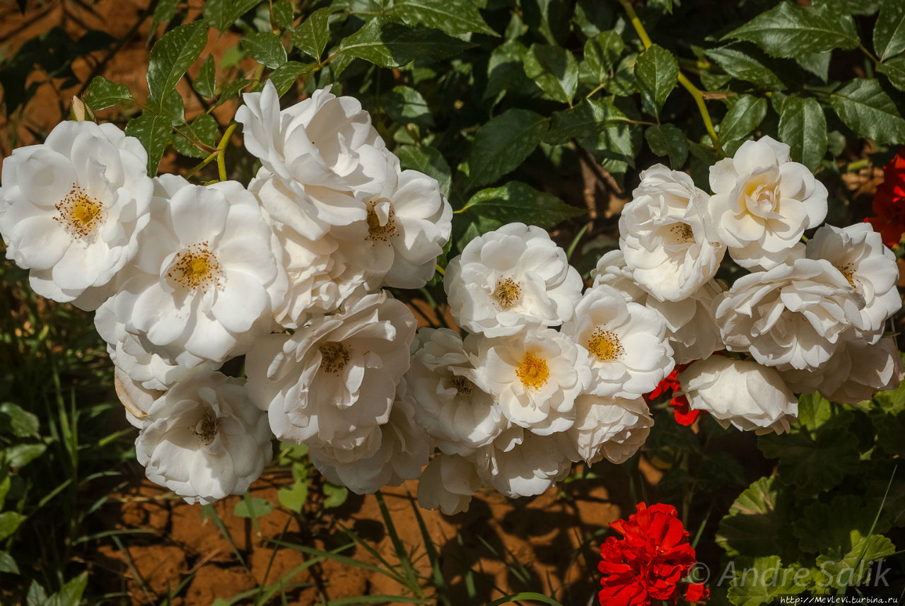 Мечеть и комплекс Вакиль (Masdjed-e Wakil). Шираз, Иран