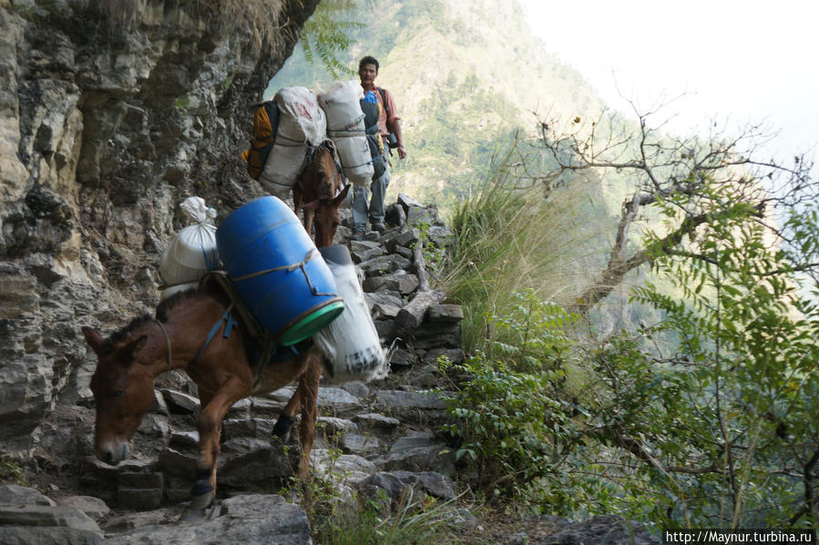 В   таких   опасных   местах   ослики  иногда   отступаются   и   падают   вниз.  На   наше   счастье   нам   такого   видеть   не   довелось. Покхара, Непал