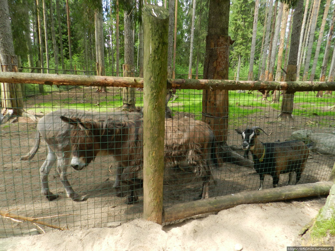 Зоопарк и поляна сказок Верхние Мандроги, Россия