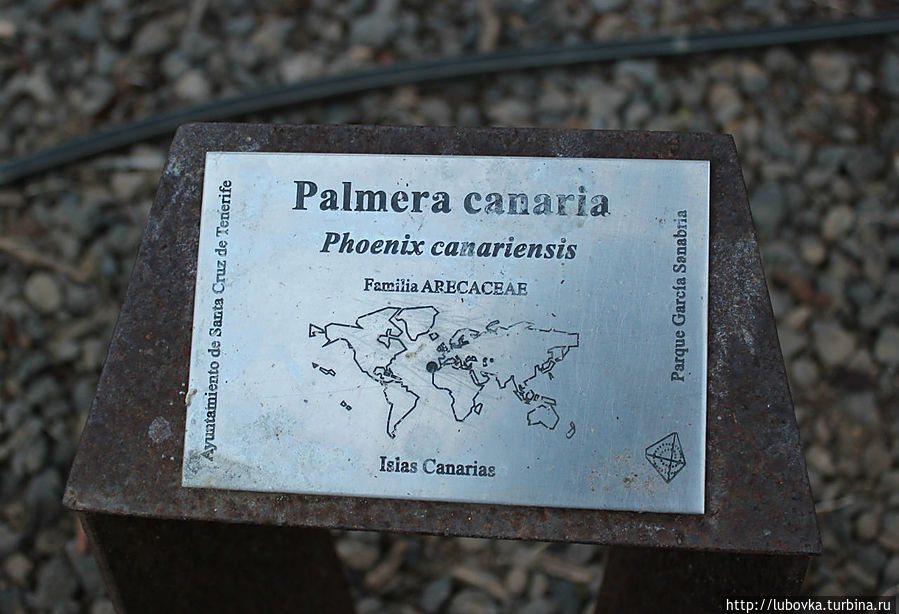 Карта, на которой точкой показан Ареал произрастания данного вида — Финиковой Канарской пальмы. Остров Тенерифе, Испания