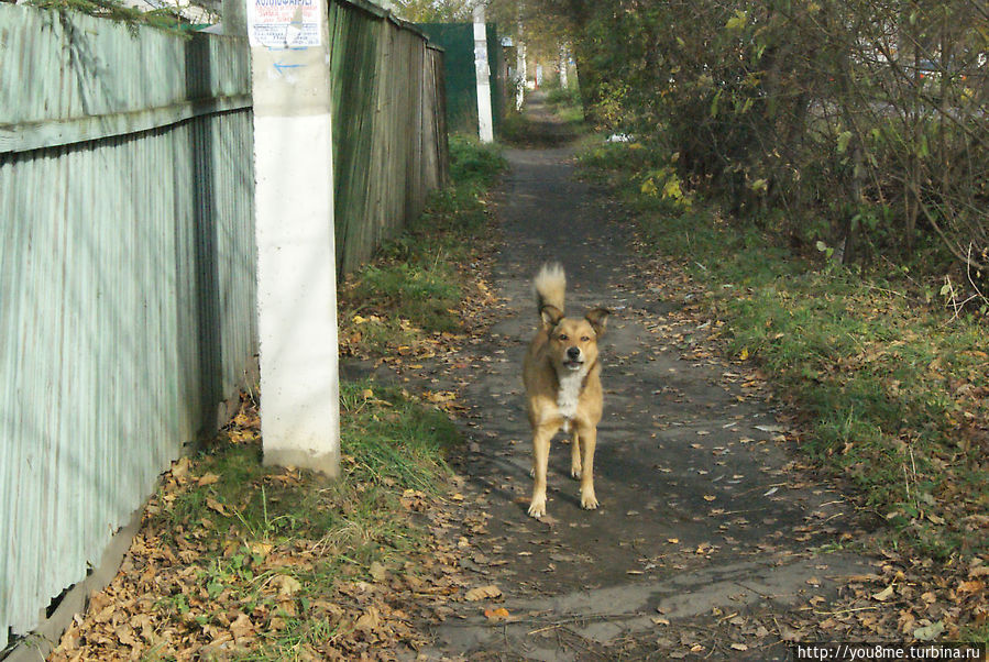 Богородск Москва и Московская область, Россия