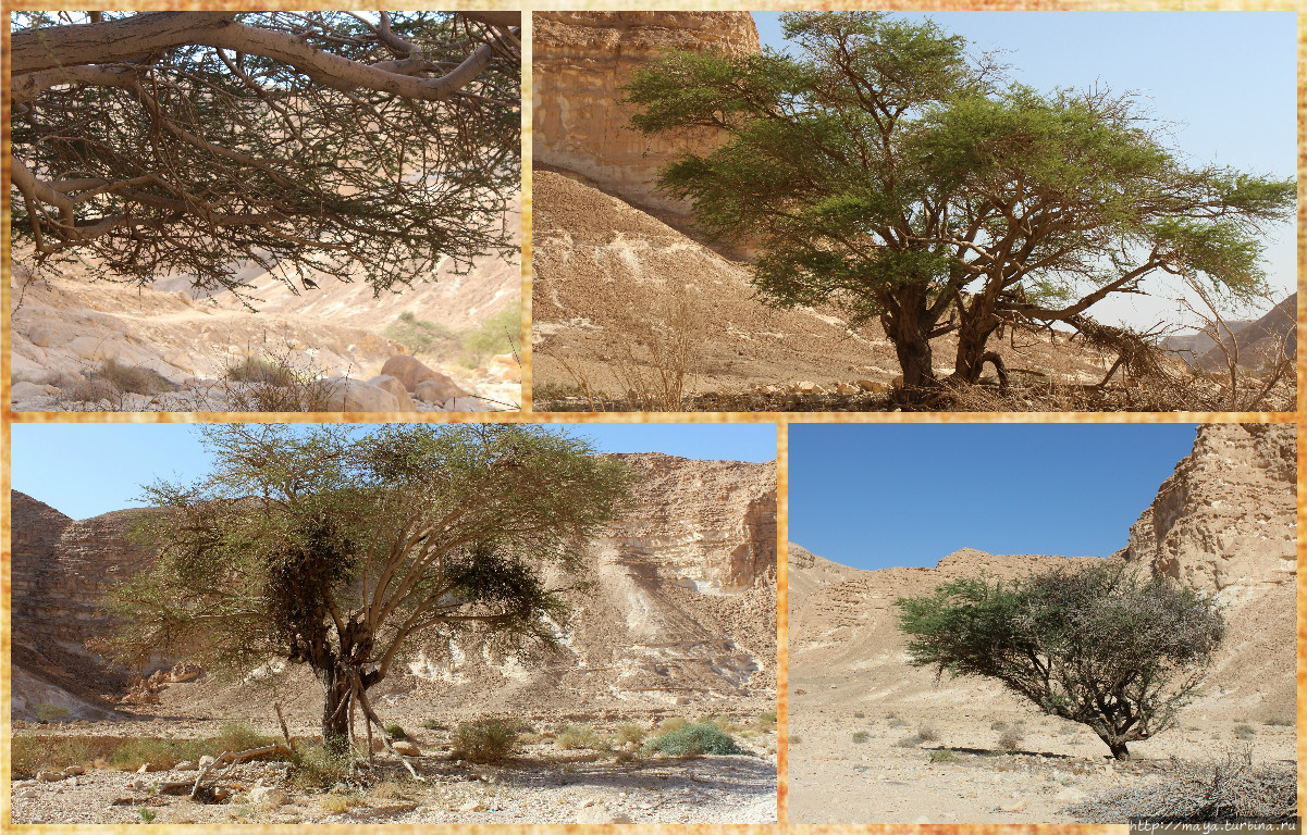 Ущелье  Барак: Здесь начинается Африка Арава Пустыня, Израиль