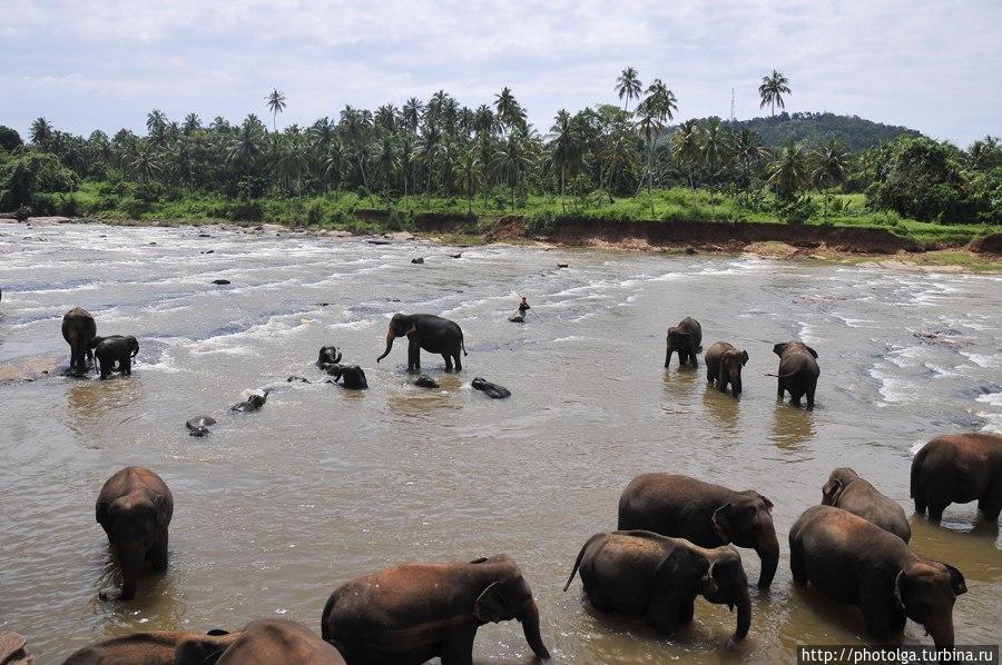Питомник слоновий. Пиннавала, Шри-Ланка