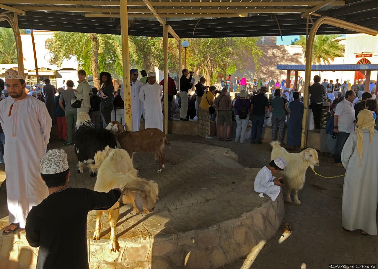 Козий рынок Низва, Оман