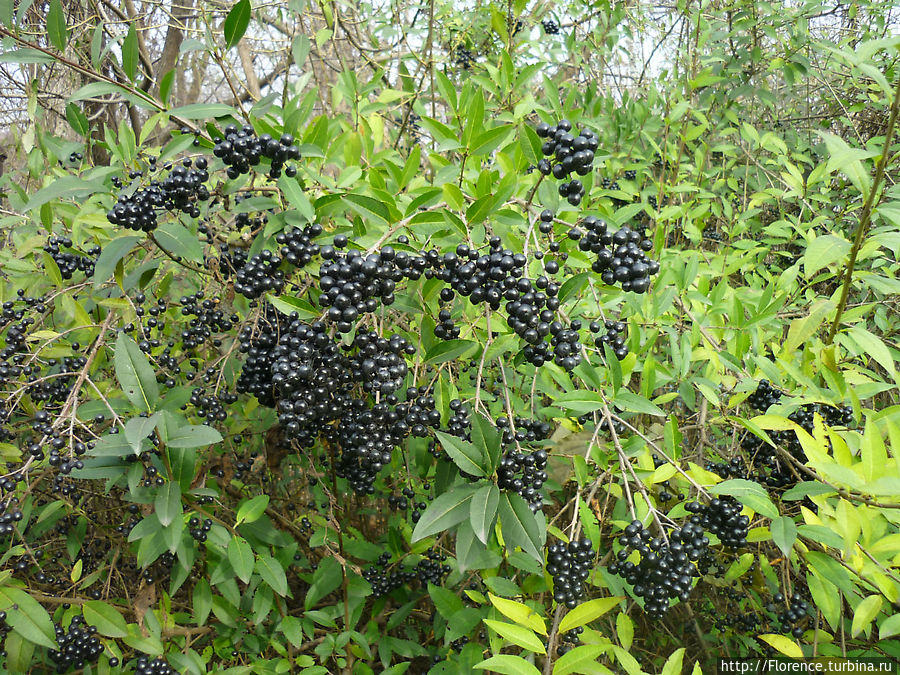 У ограды кладбища