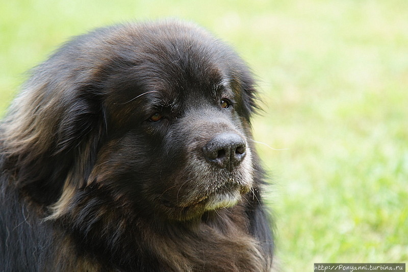 Собачий вальс Леонберг, Германия