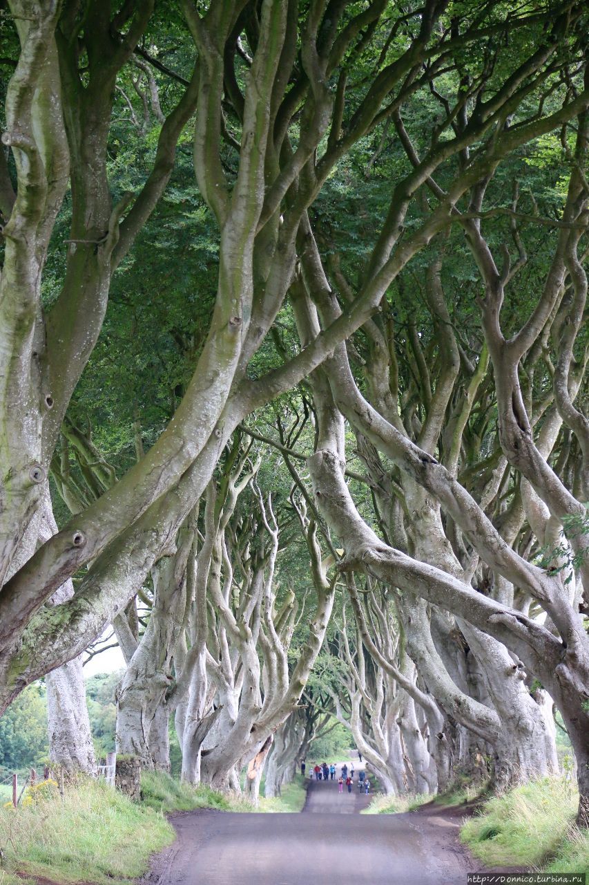 Темная Аллея Dark Hedges и темные века Dark Ages Дарк-Хеджес, Великобритания