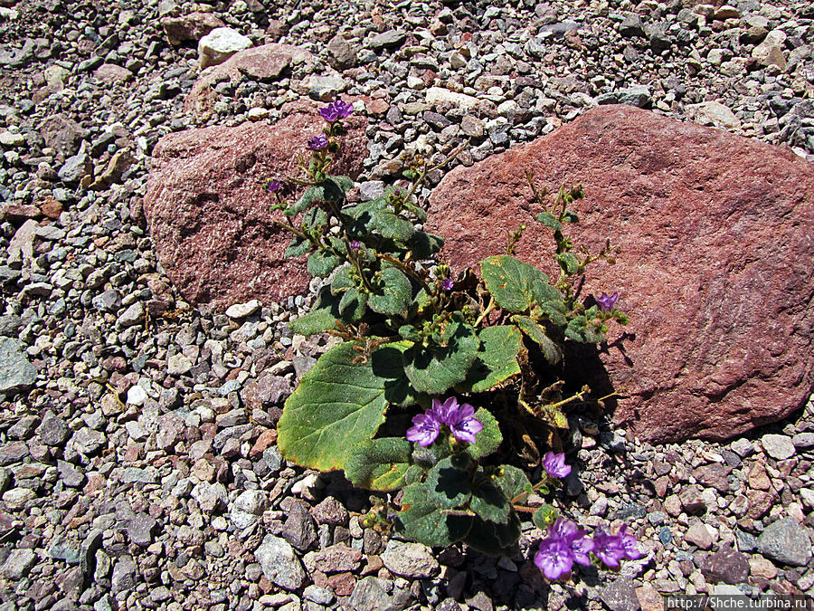 Удивили обнаруженные в камнях цветы Национальный парк Долина Смерти, CША