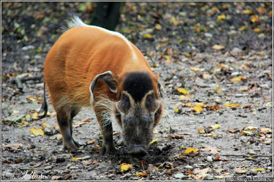 Зоопарк Мюнхена – эпицентр позитивных впечатлений Мюнхен, Германия