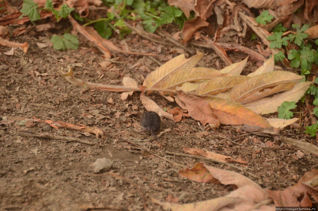 Бесстрашная мышка. Моши, Танзания