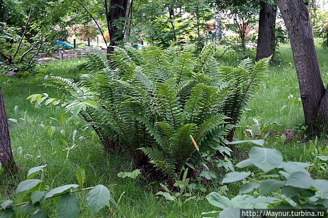 День музея Южно-Сахалинск, Россия