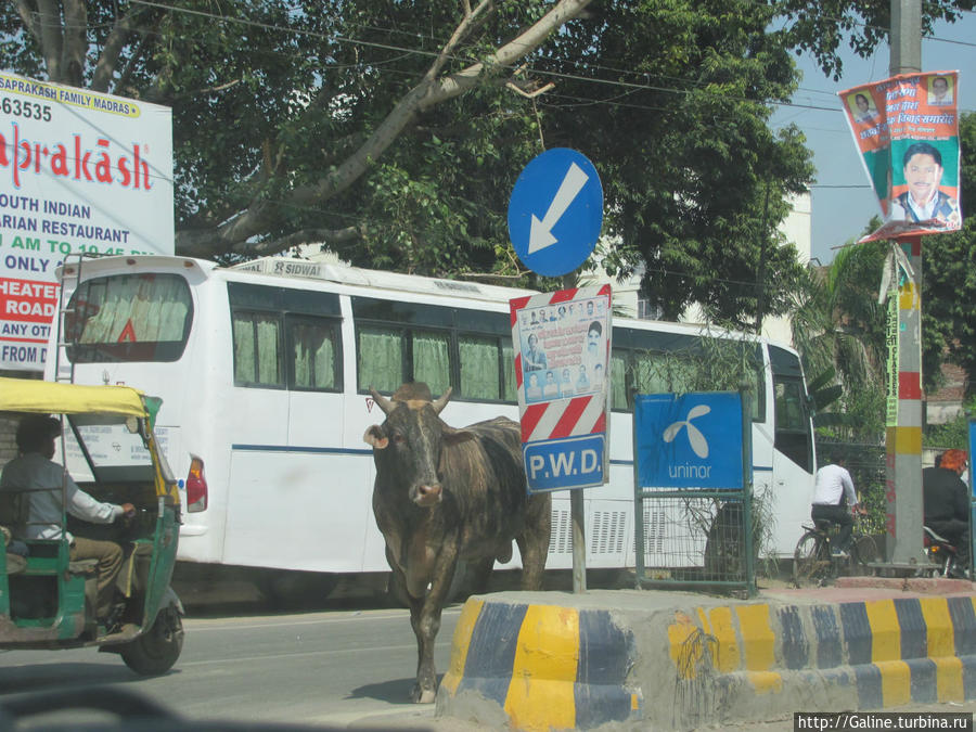 Так кто же это — пешеход или транспорт? Индия