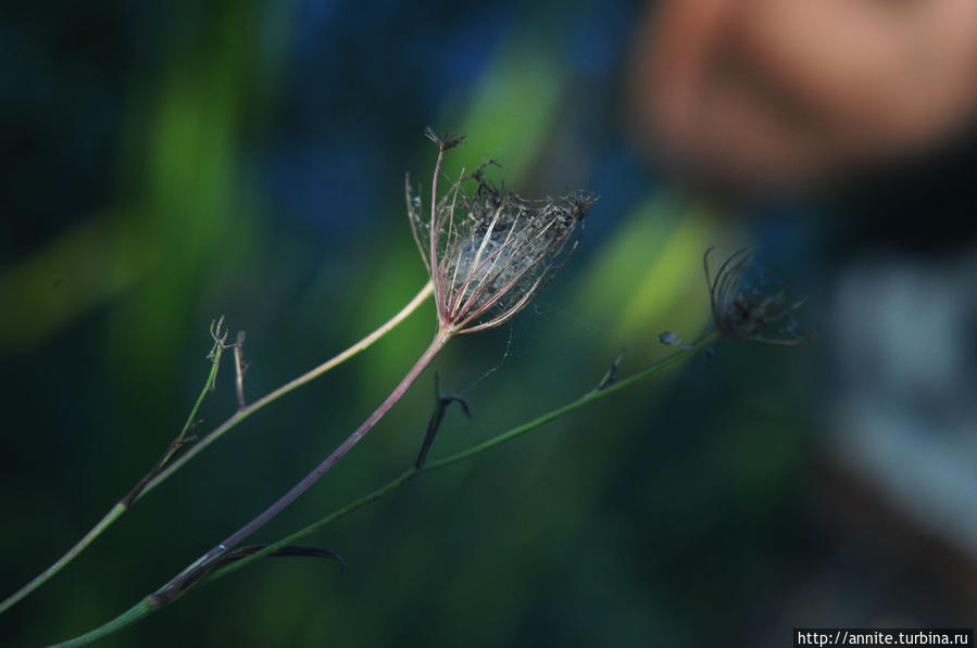 Вернуться в лето