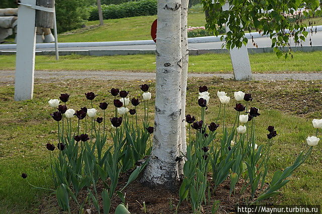 Жизнь вдоль дороги Южно-Сахалинск, Россия