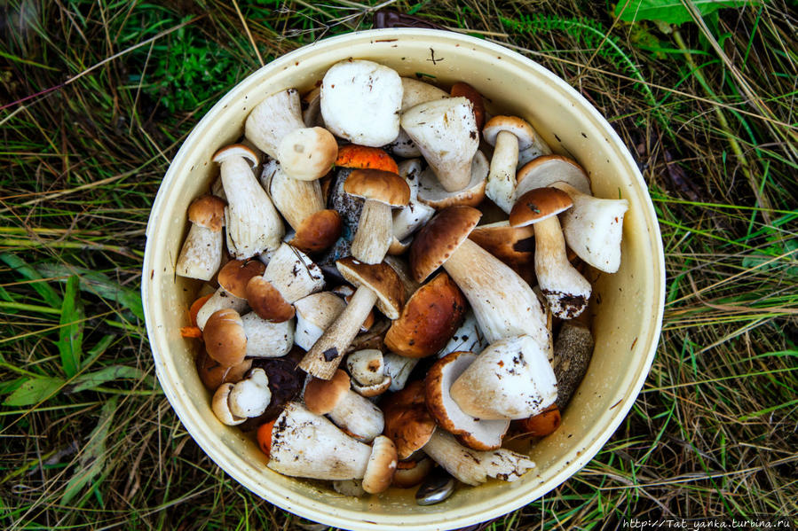 Лесной урожай Республика Карелия, Россия