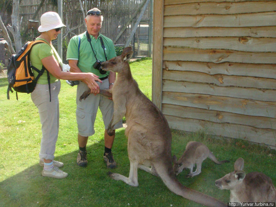 Все кенгуру прямо ручные Штат Тасмания, Австралия