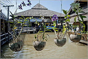 Уютно висящие цветы в горшках из кокоса...
*