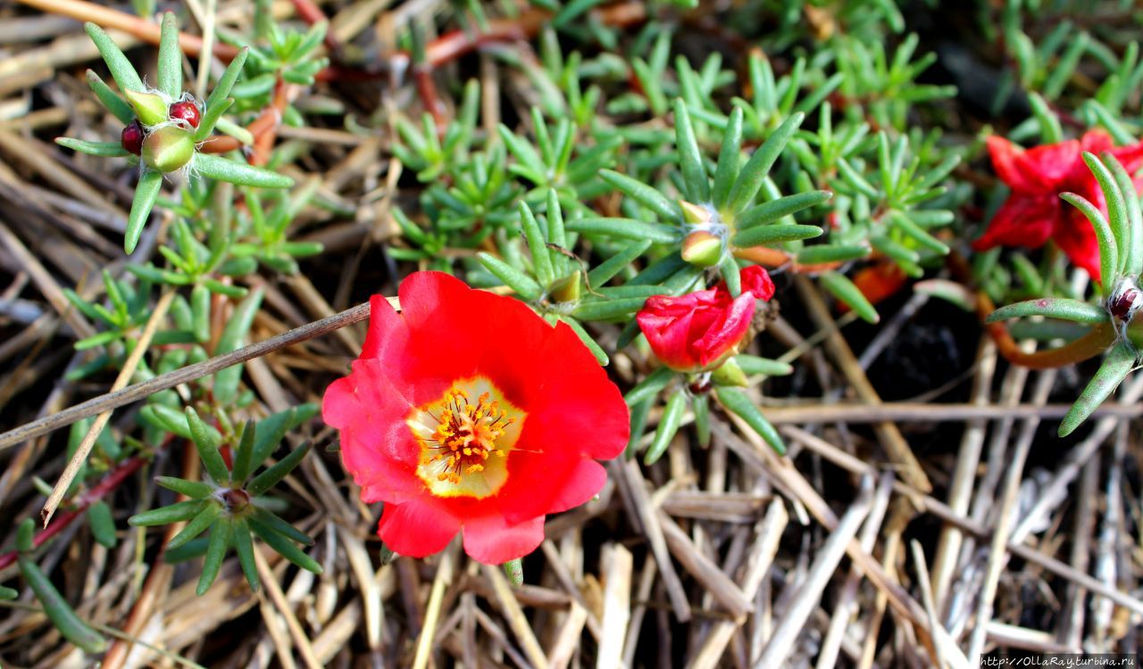 Ещё одно крашение сада — портулак.