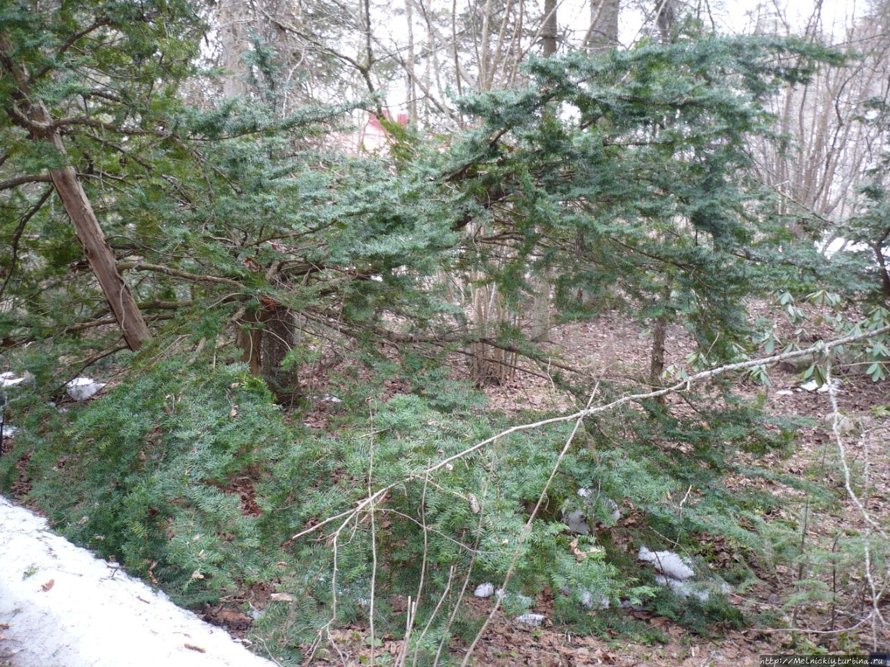 Зимний лес «Арборетум Мустила»