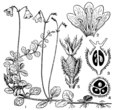 Линнея северная (Linnaea borealis)