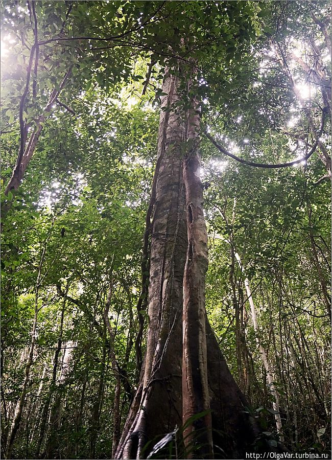 И как оно в такой чаще умудрилось вырасти....