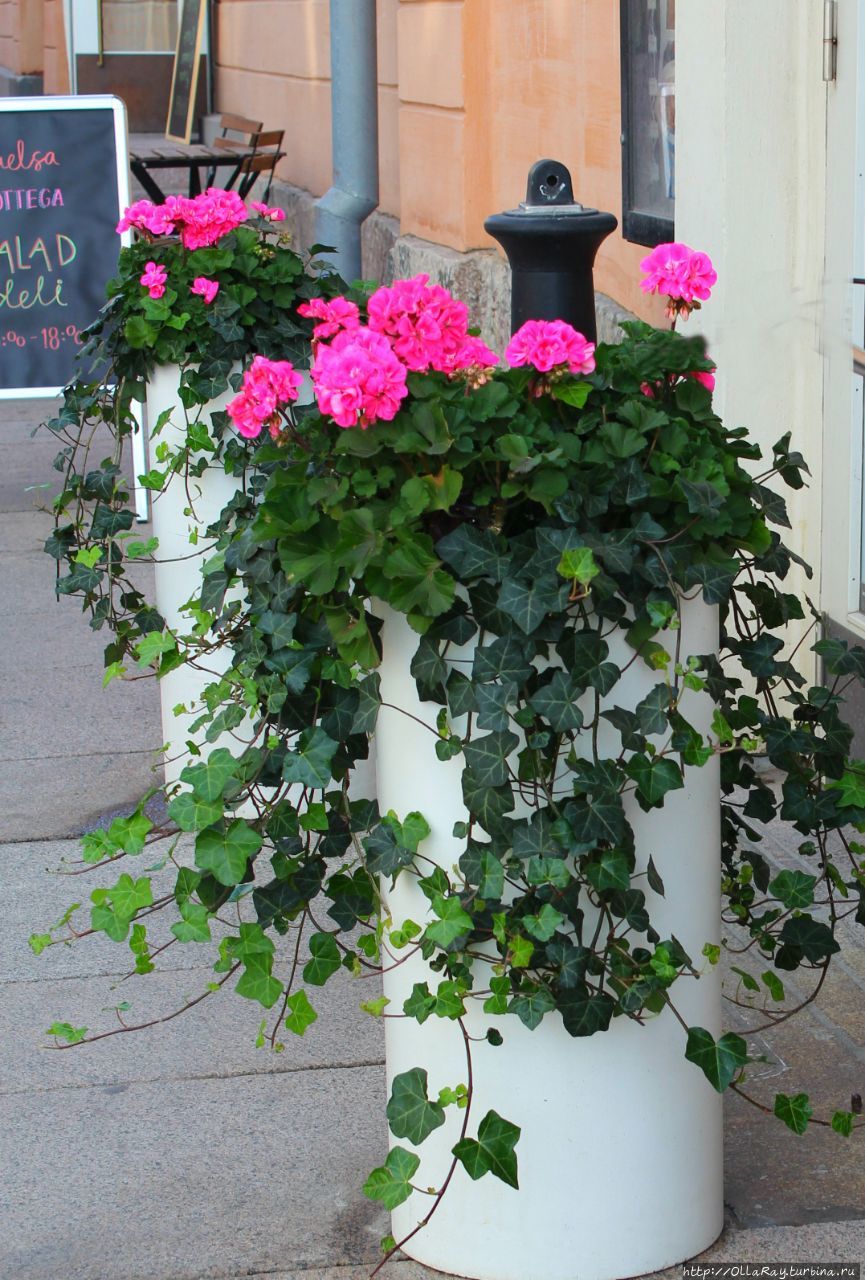 А в Хельсинки улицы традиционно украшены тубами с плющом и геранью.