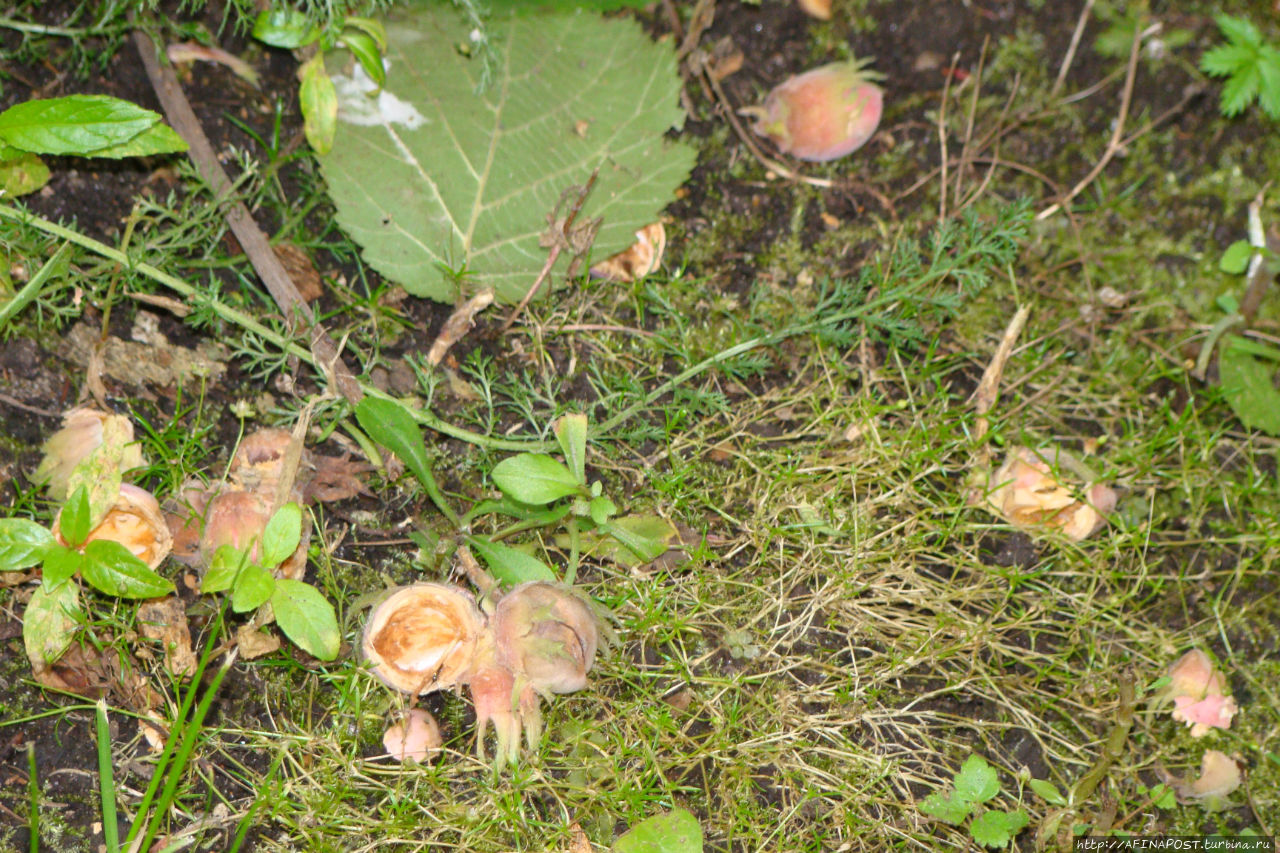 Незваная гостья Москва и Московская область, Россия