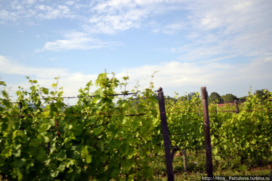 Важнейшая  достопримечательность  Риквира — вино Рикевир, Франция