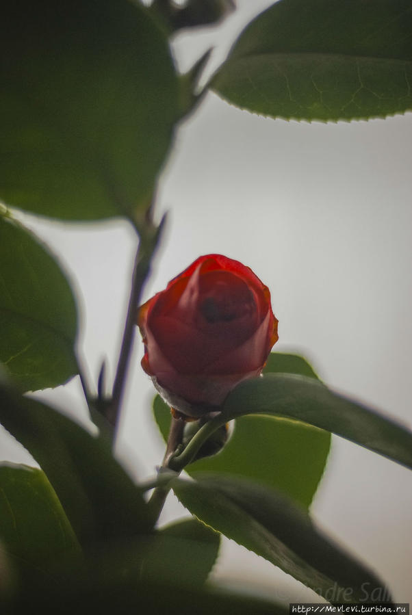 Под Рождество в Ботаническом саду Латвийского университета Рига, Латвия