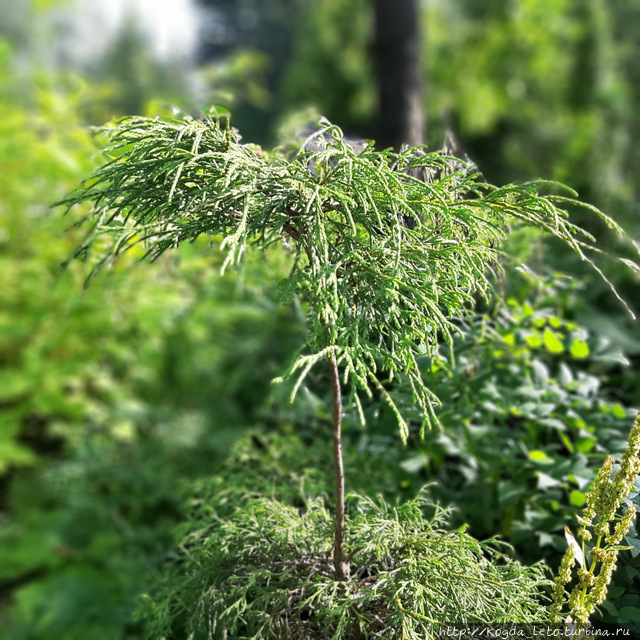 Тверь. Часть 2: Ботанический сад. Тверь, Россия Тверь. Часть 2: Ботанический сад. Тверь, Россия