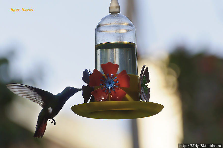 В садике колибри Пуэрто-Игуасу, Аргентина