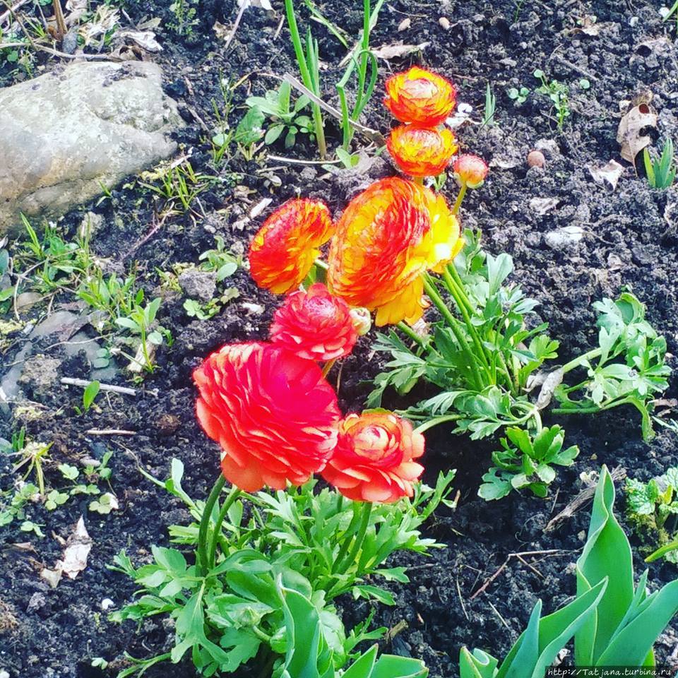 Весна пришла и я ей рада Херлен, Нидерланды