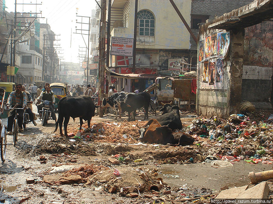 Типичная картина типичного индийского города Индия