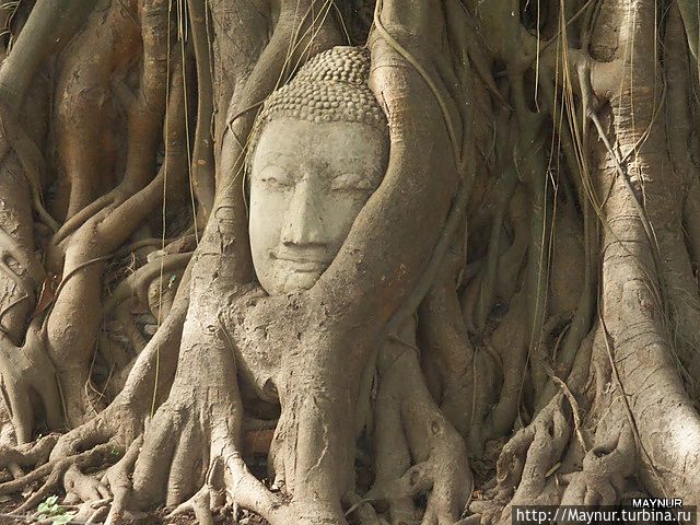 Согласно легенды,голова этого Будды была вынесена корнями дерева на поверхность.С тех пор  место и дерево считаются священными. Паттайя, Таиланд