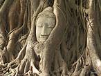 Согласно легенды,голова этого Будды была вынесена корнями дерева на поверхность.С тех пор  место и дерево считаются священными.