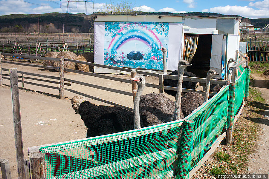 Страусиная ферма «Долина страусов» Миасс, Россия