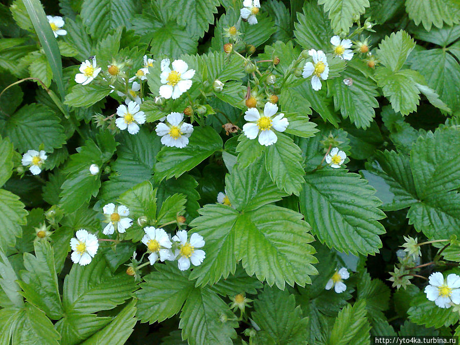 Земляника Раменское, Россия